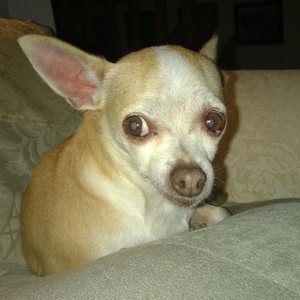 Meet your Posher, Gregory